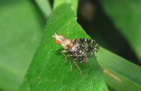 Trypetoptera punctulata (Sciomyzidae)